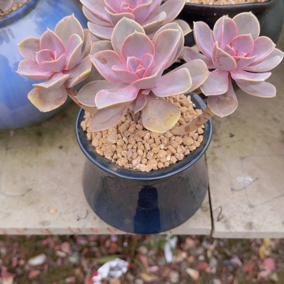 紫珍珠脱土38呀呀呀