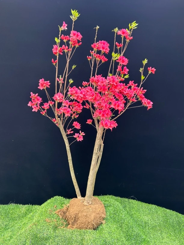 大别山小叶映山红老桩盆景全冠矮桩