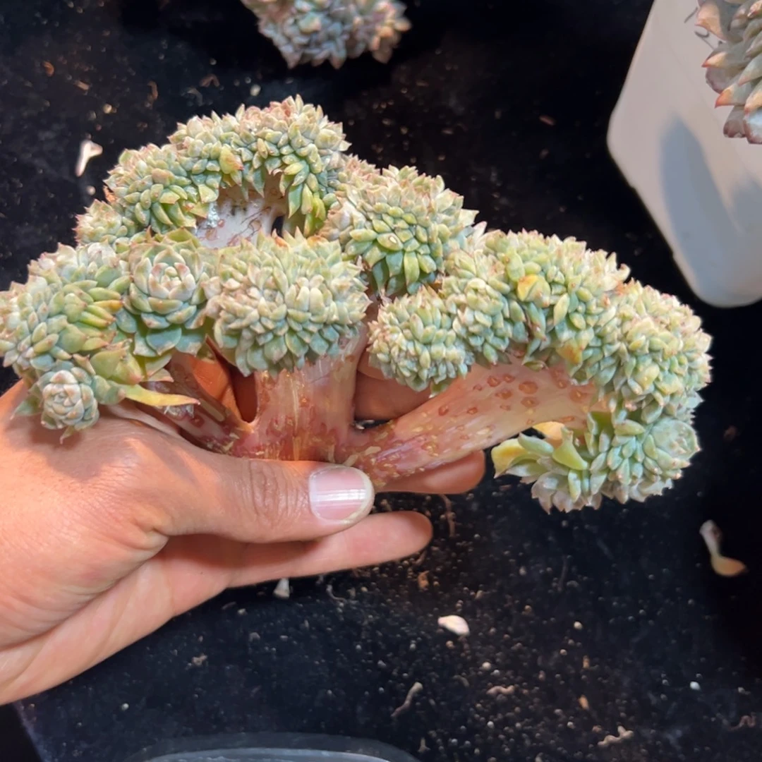 新年快乐 新年快乐