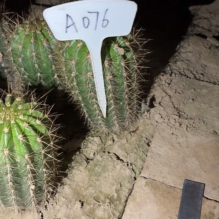 柠****千A076,清清46号毛花柱