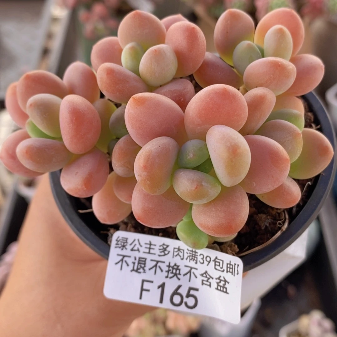 橘子香水洛神8cm165多肉植物