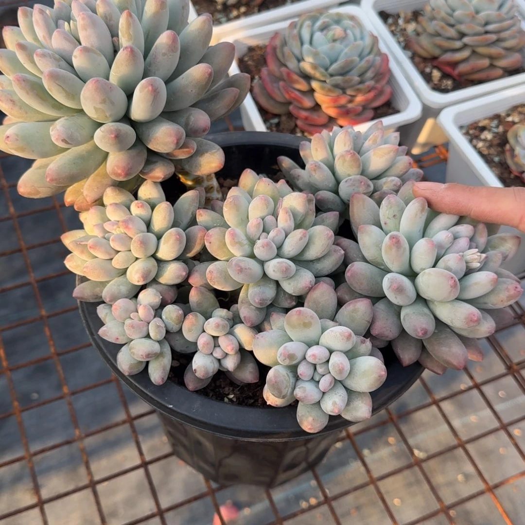 超绝胖体美人大群