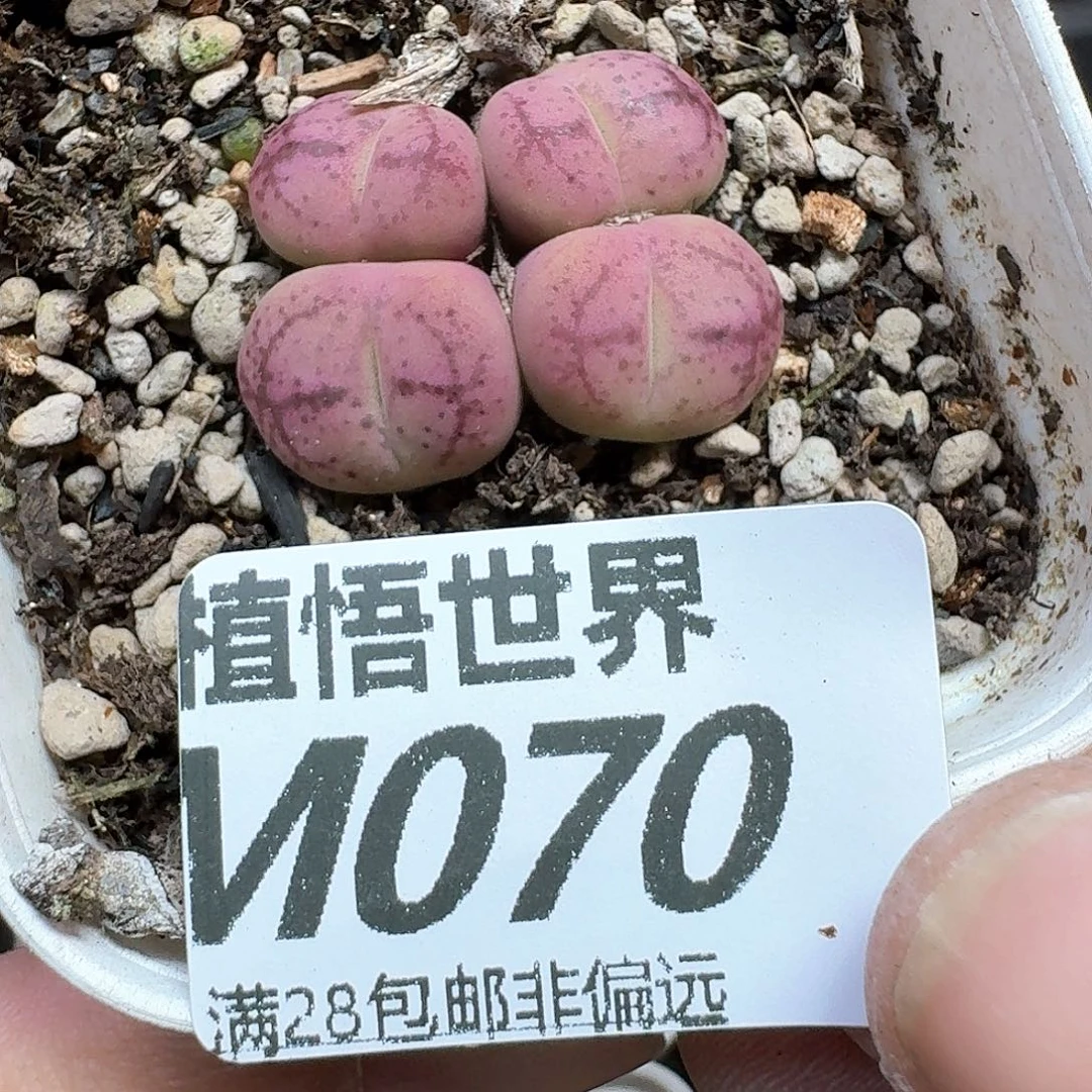 多肉植物的润泽wc