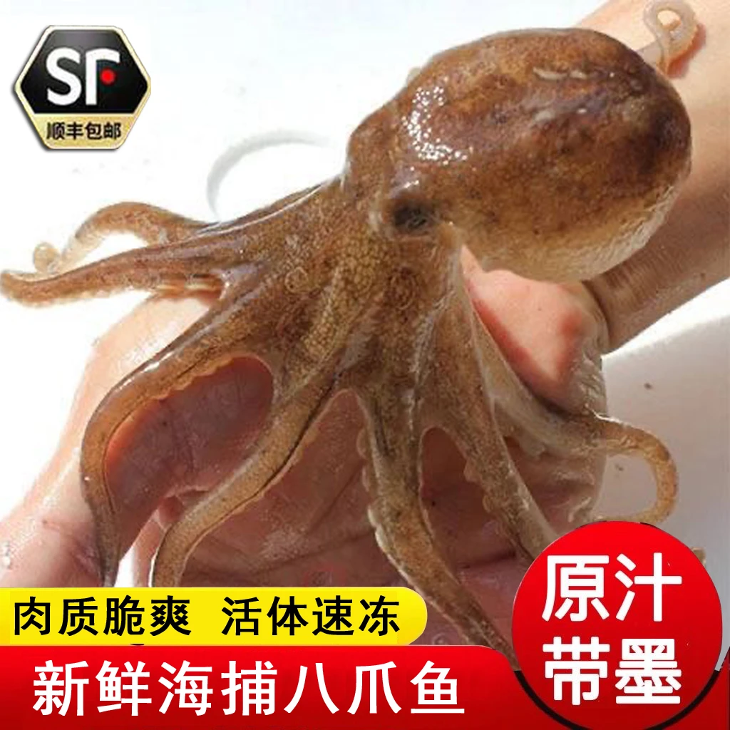 野生海捕八爪鱼章鱼活体速冻锁鲜买就送1斤顺丰包邮