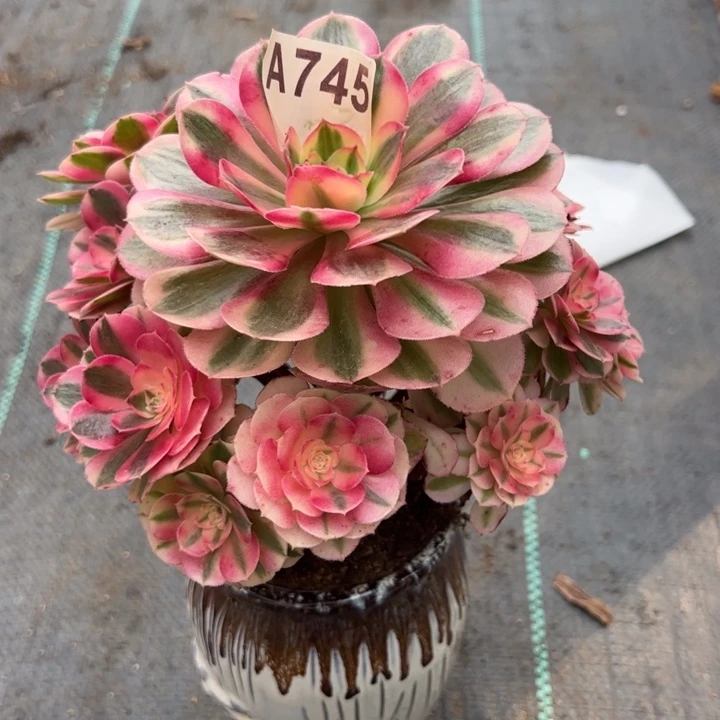 745倾城小精品18厘米左右