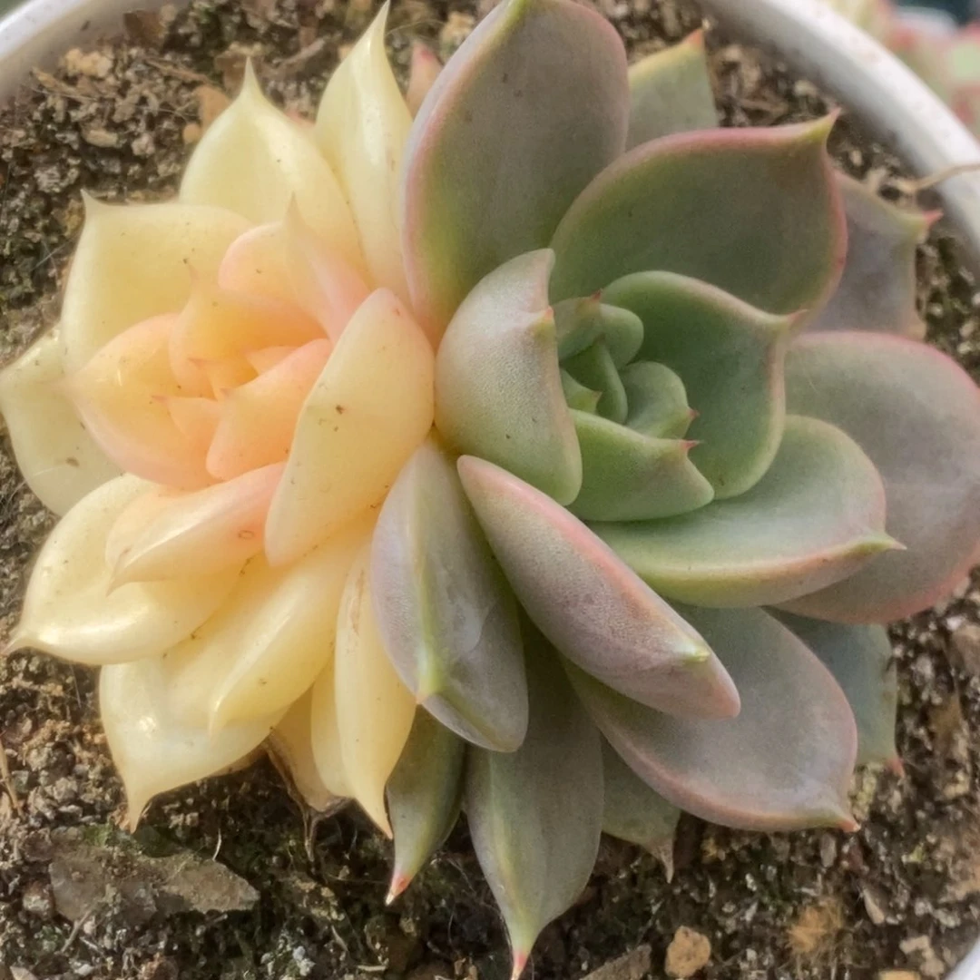 582贝加尔湖锦锦锦锦锦