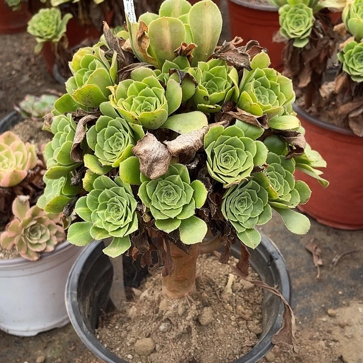 952琉璃多肉植物法师
