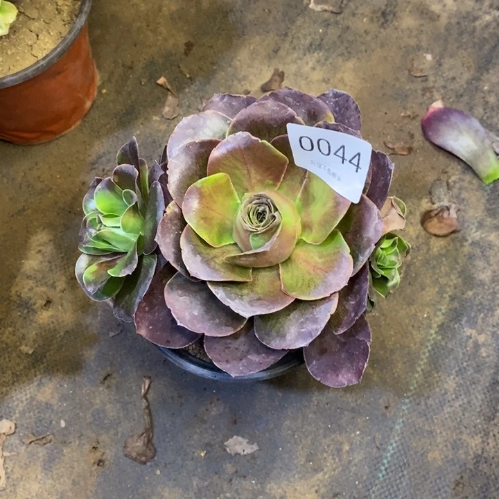 李***工魅金多肉断头不包0044