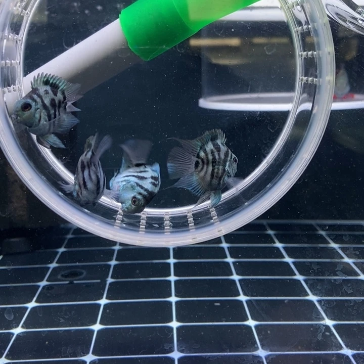 鹦鹉鱼宝蓝迷你鹦鹉一对包基因