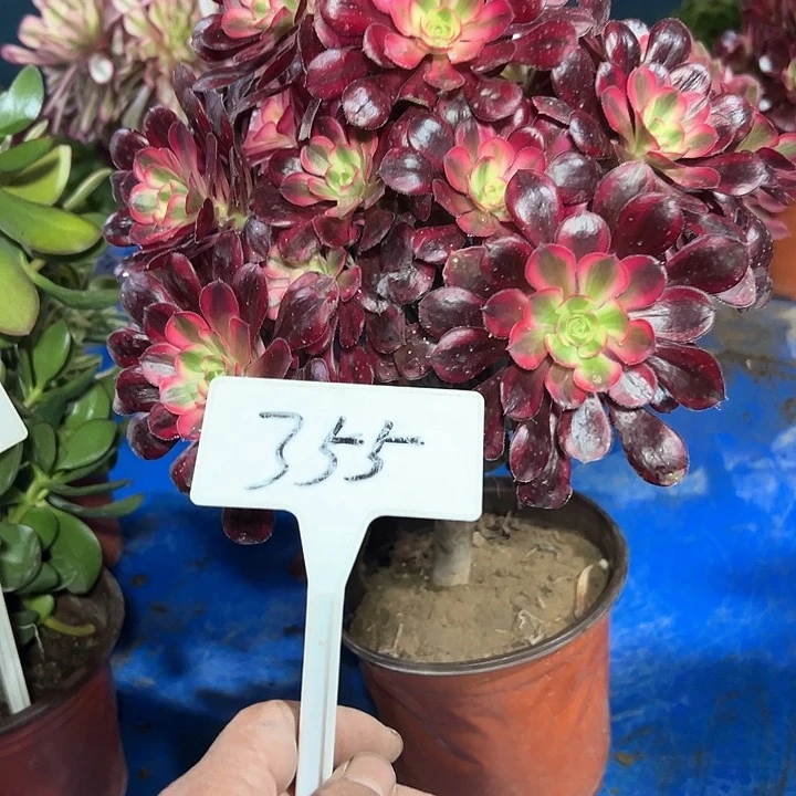 甜****_多肉植物香儿儿法师