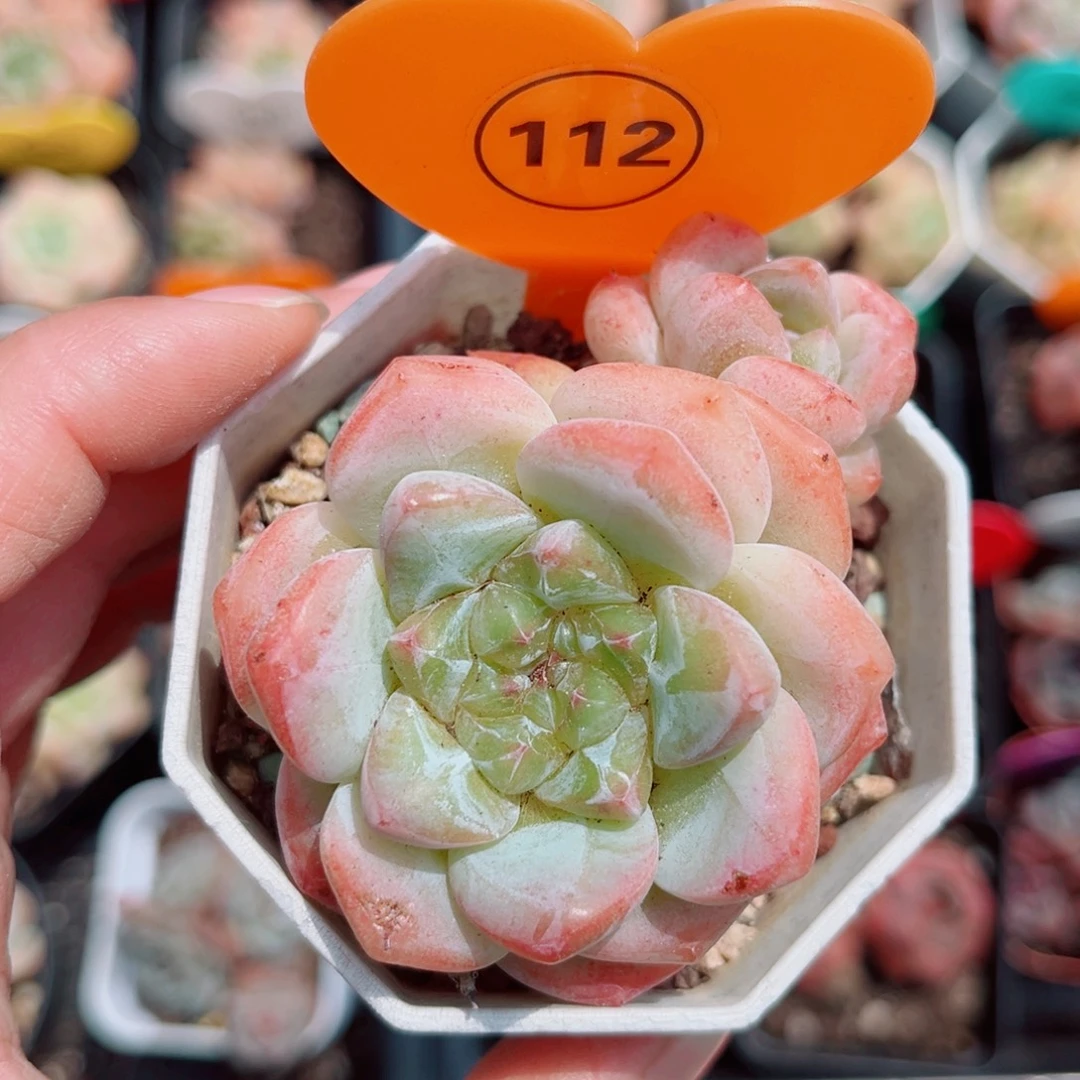 112号小老桩糖心双头