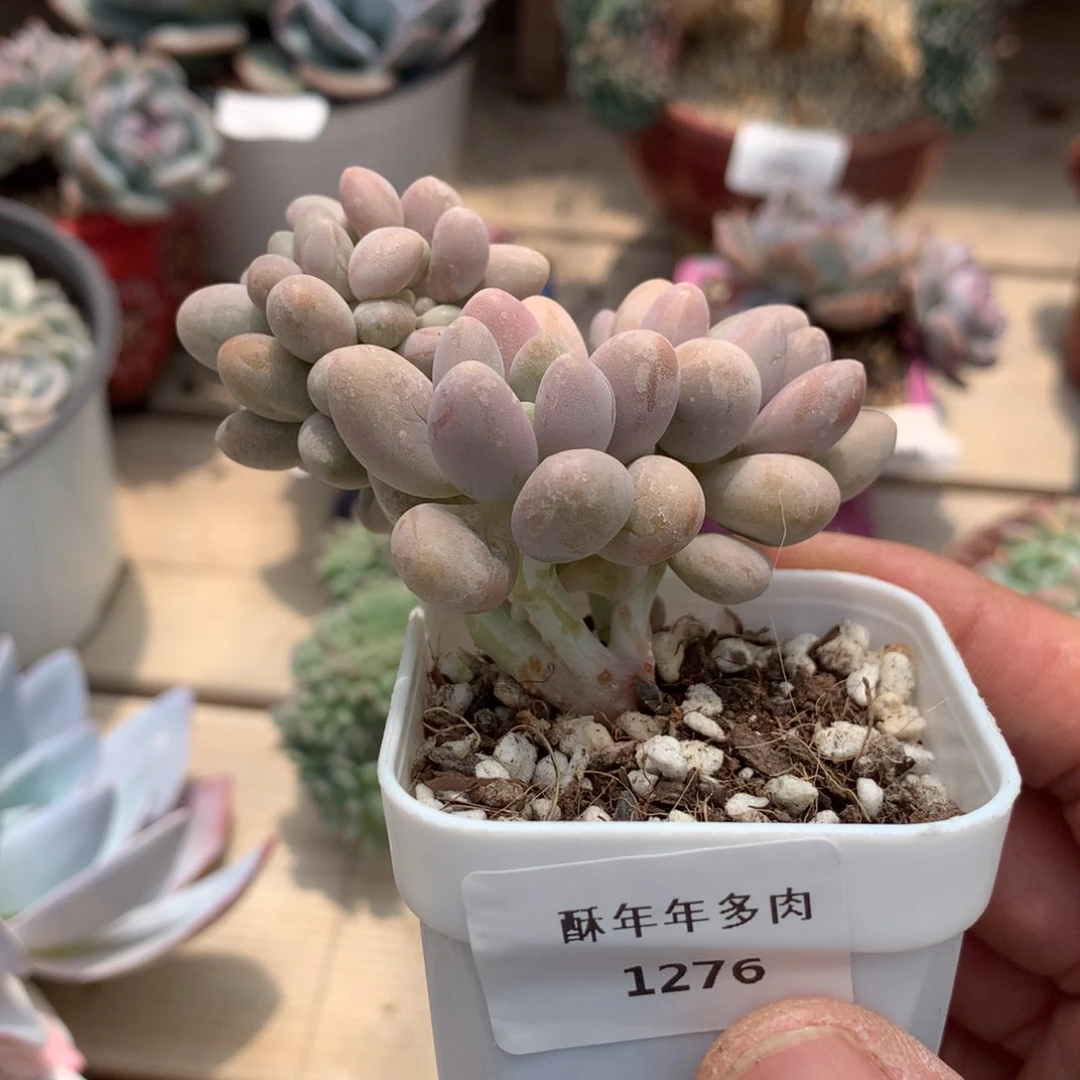 1276汤圆缀化多肉一颗7厘米