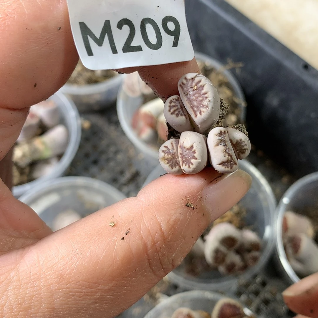 M209多肉植物保护