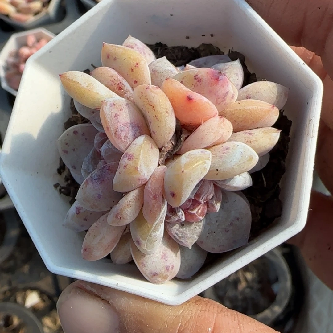 多肉小卡拉米糖心一物一拍