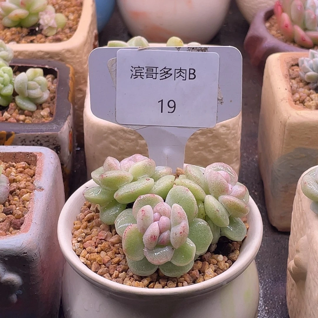 A***判滨哥多肉B19冰玉石化缀