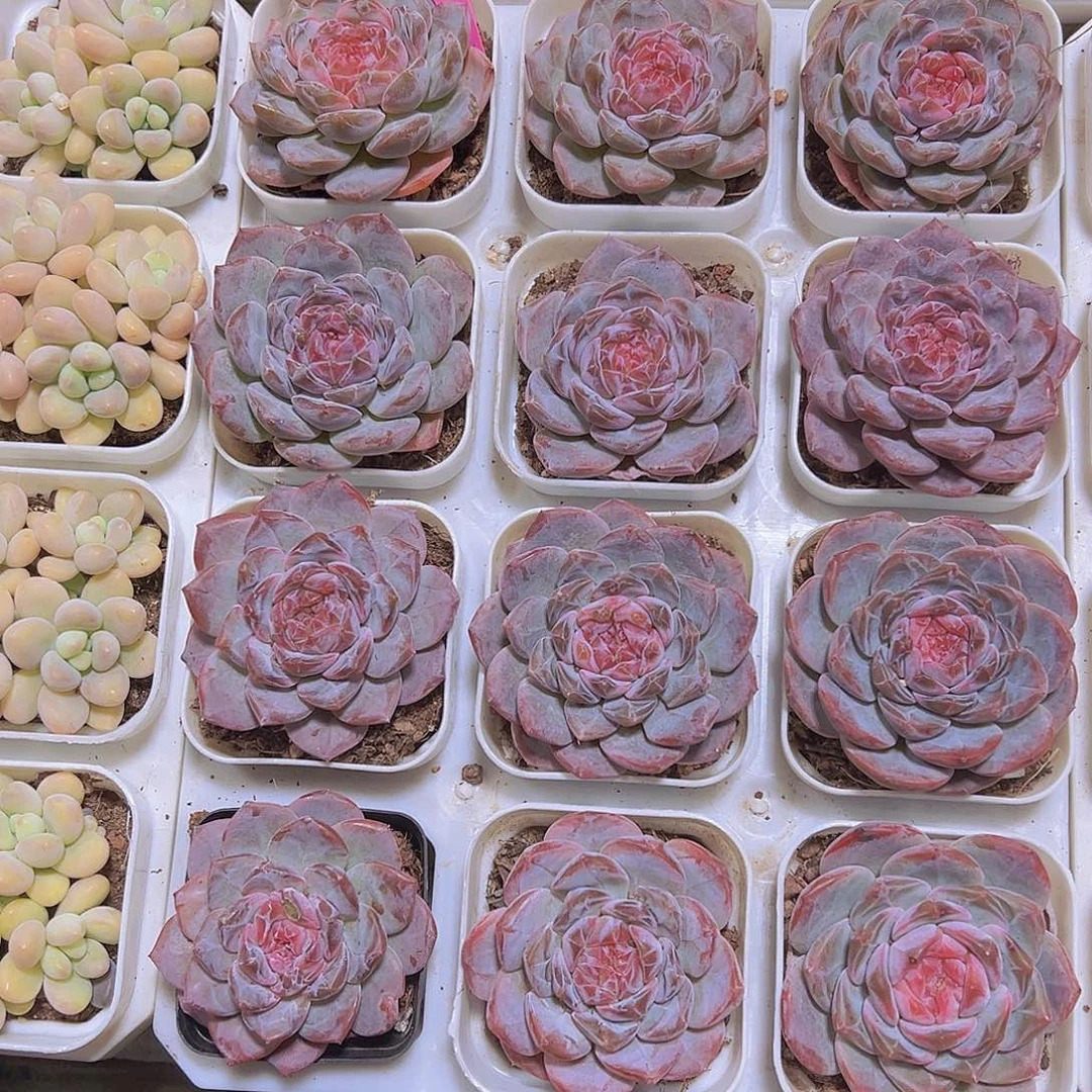 大精品冰魄19包邮多肉植物