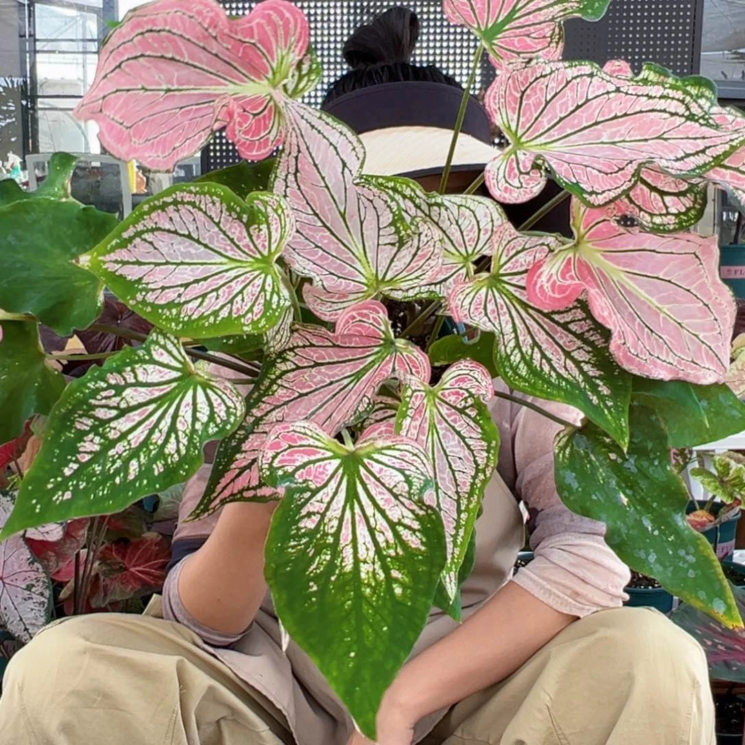 花***完无花朵泰国美人001