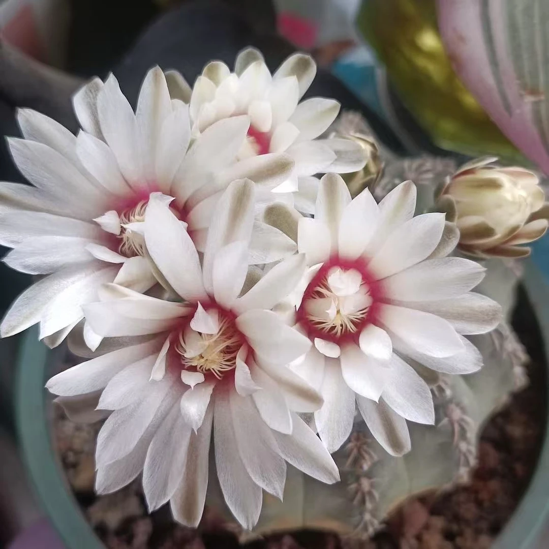 白刺瑞昌玉        仙人球植物漳州基地直发货 新手好养