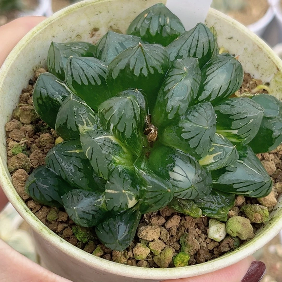 108花水晶玉露锦多头福利专场