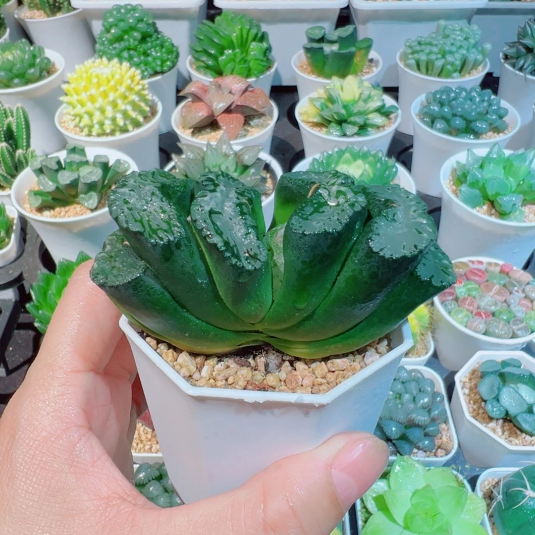 福利、富狱玉扇多内多肉