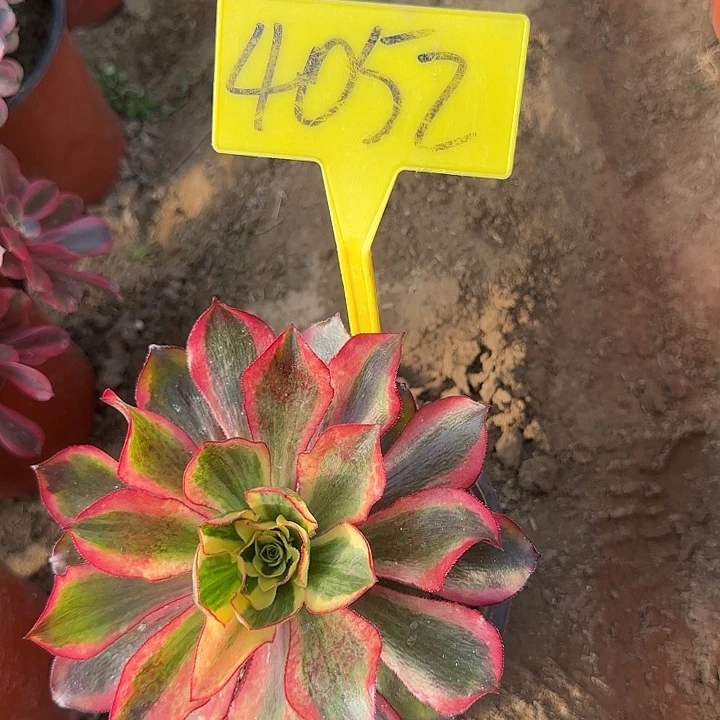 4052---魅影多头多肉