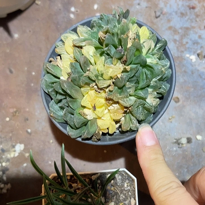 无花朵玉露锦一物一拍的