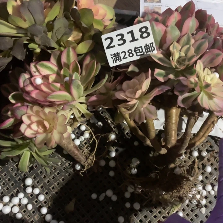 卢*2318福利套餐一号棚A