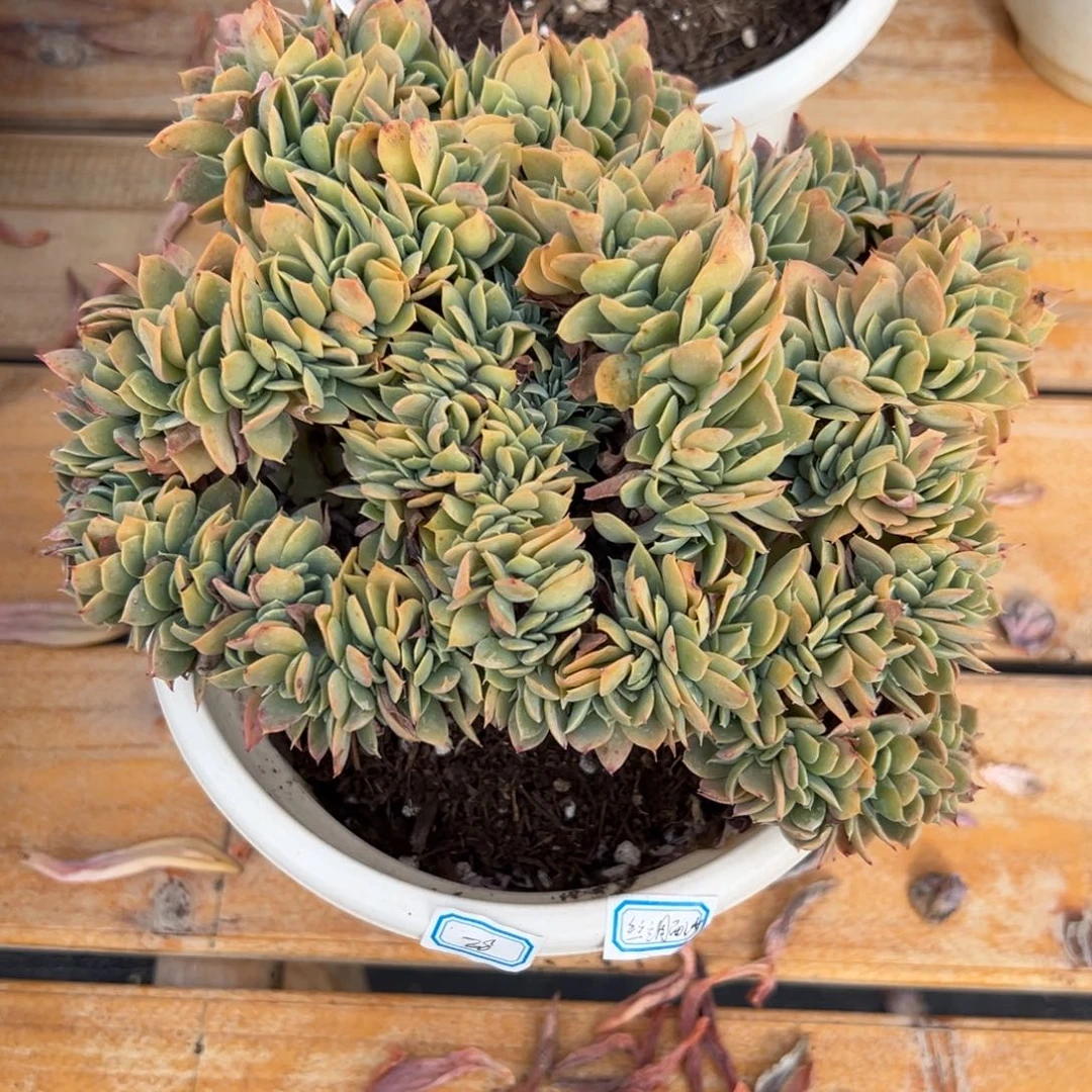 多肉植物丝绸面纱缀