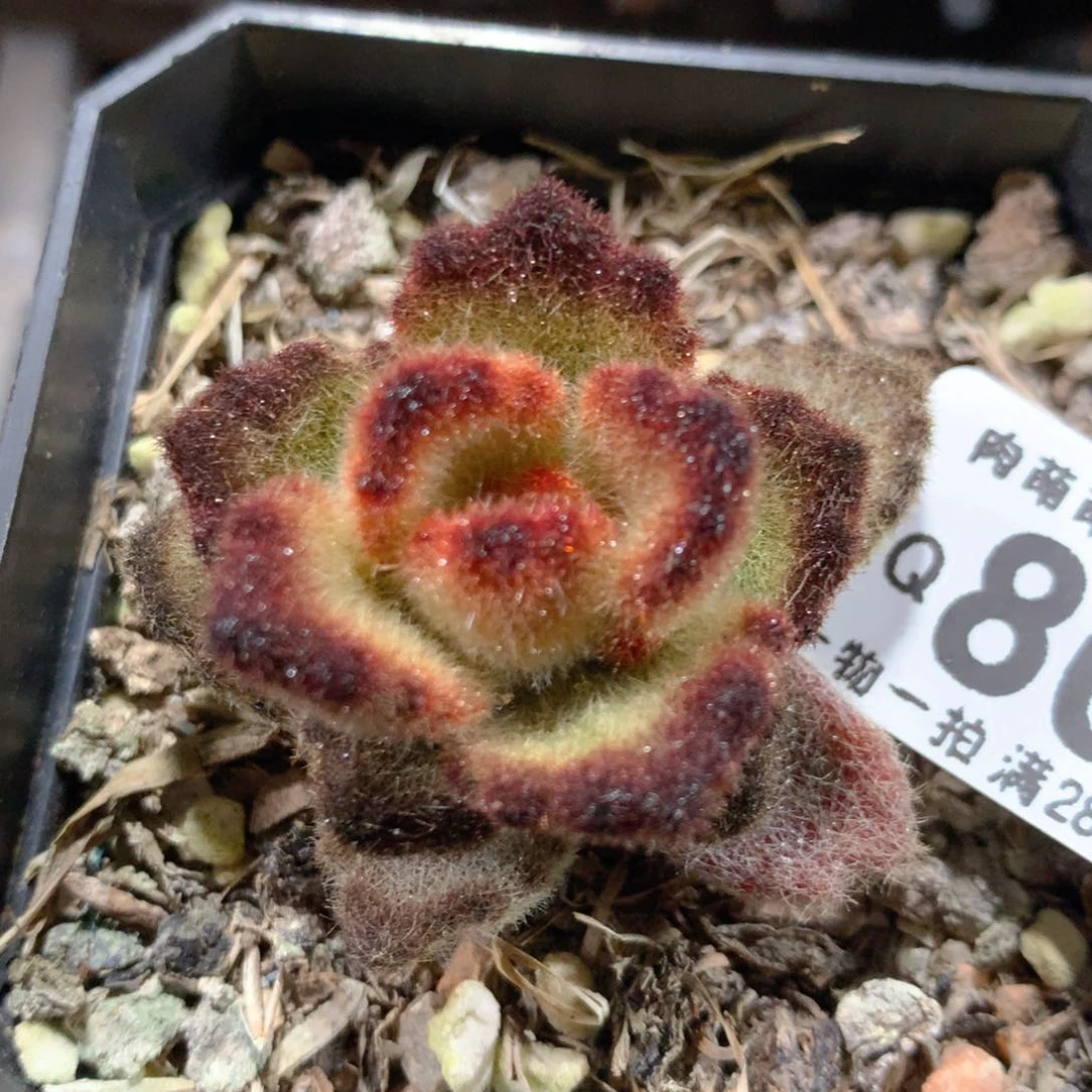 5CM拇指盆精控多肉ZQ807