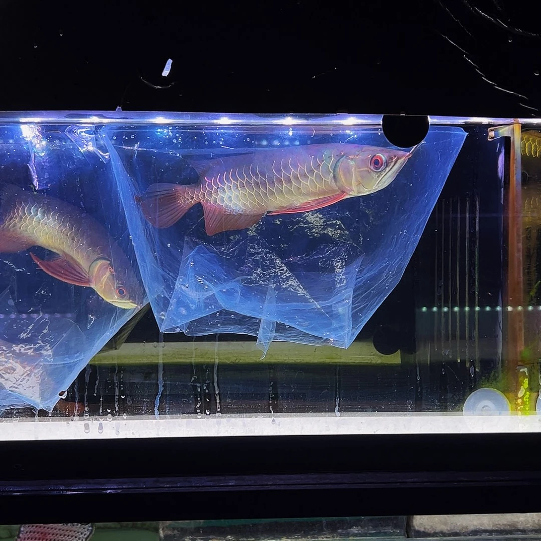 亲***儿海水鱼观赏鱼热带鱼金龙鱼