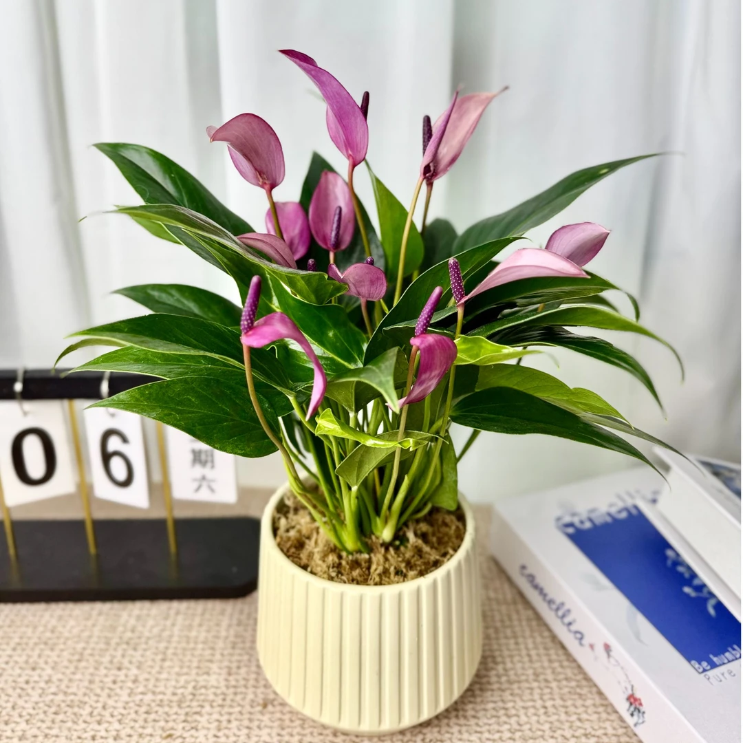 齐祖紫掌盆栽带花苞室内办公室四季开花好养活花卉绿植