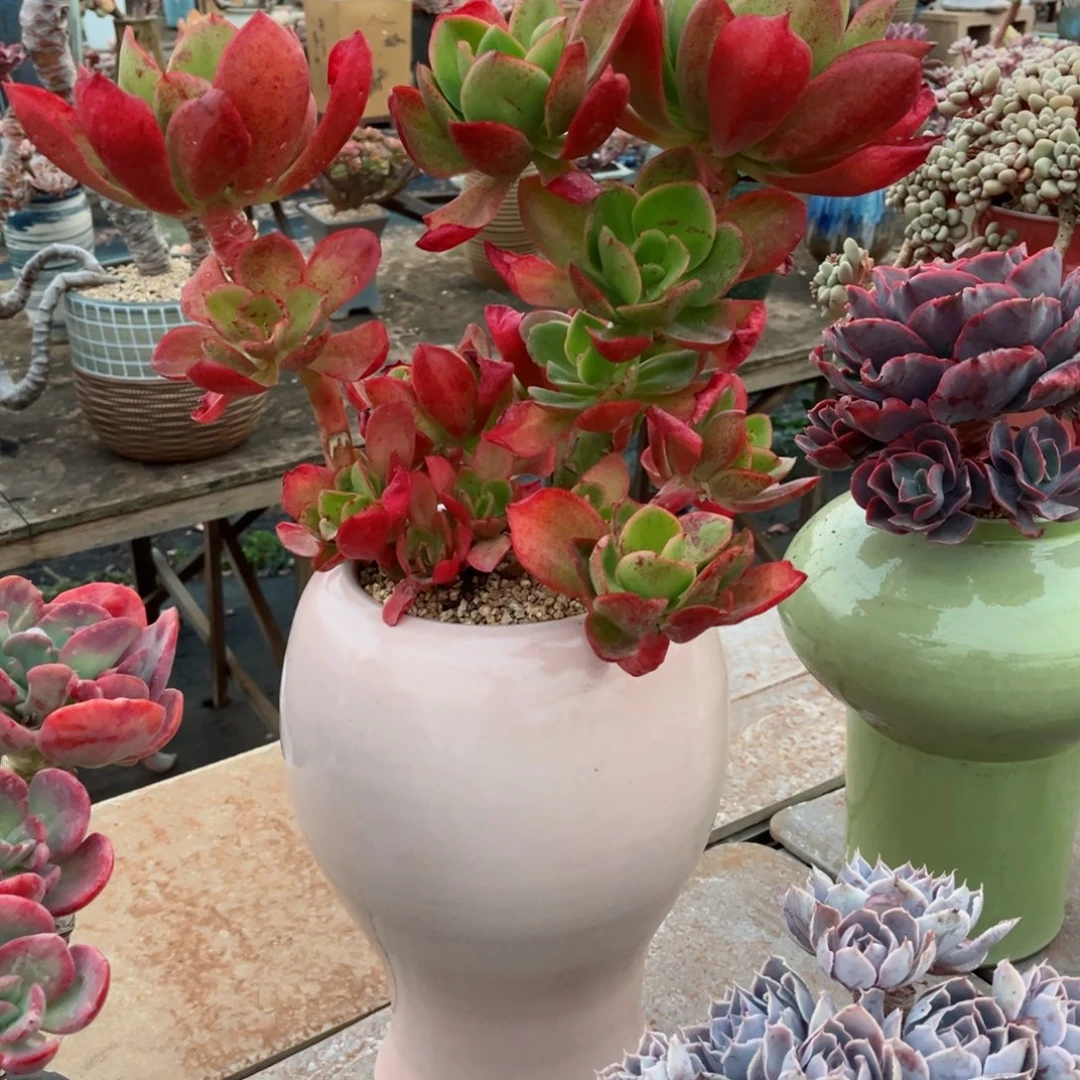 精品多肉整桩无砍