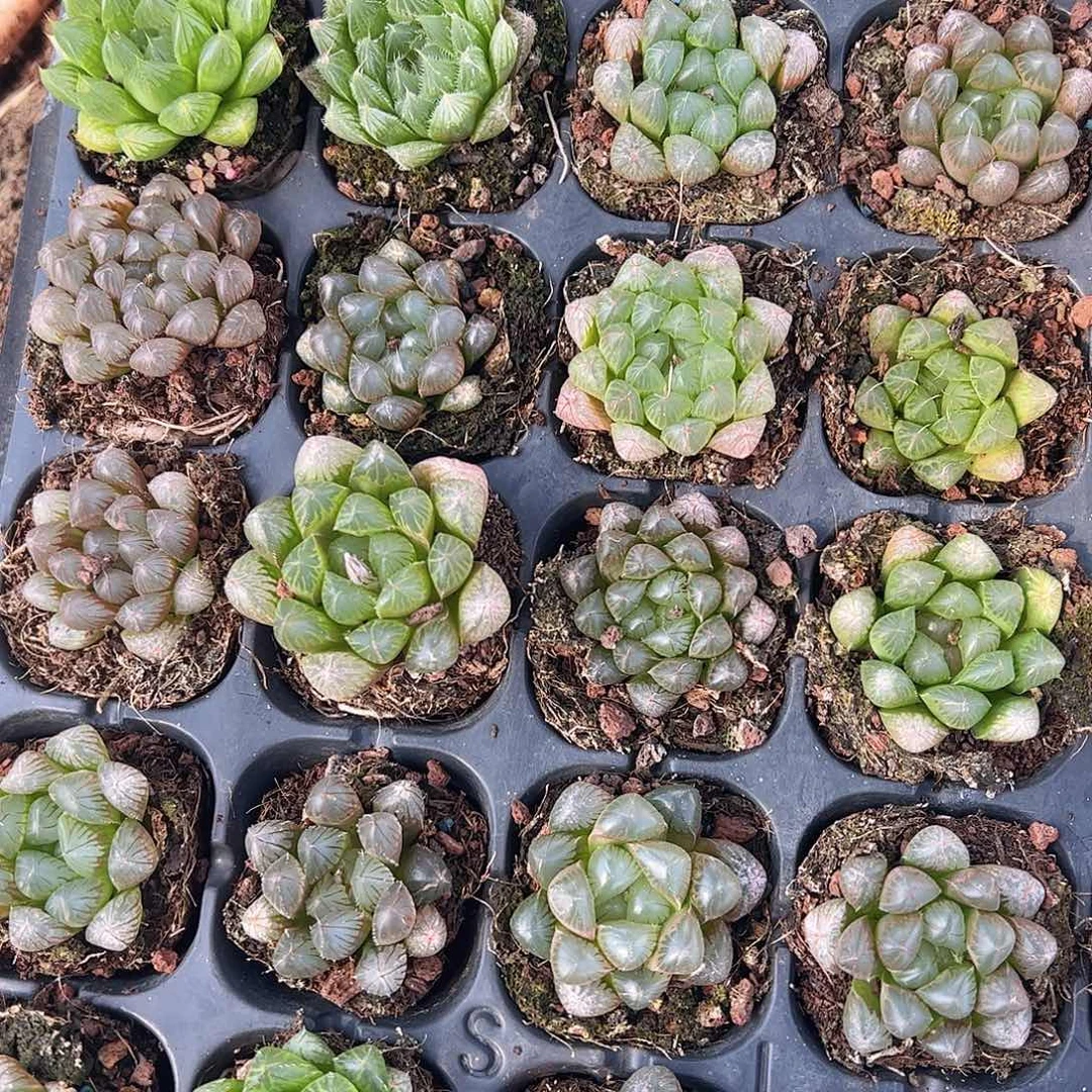 50孔玉露20颗瑕疵不售后量拍