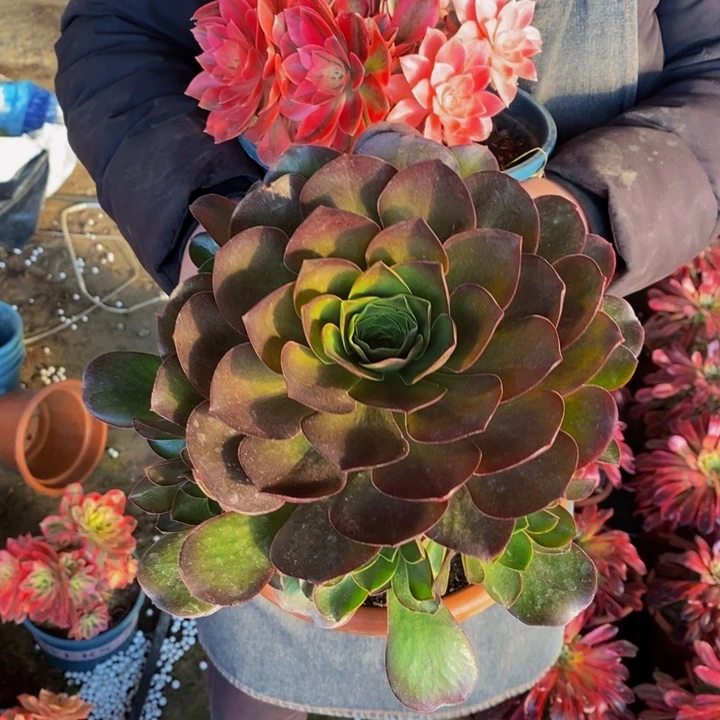 魅金玫瑰加粉女巫一组