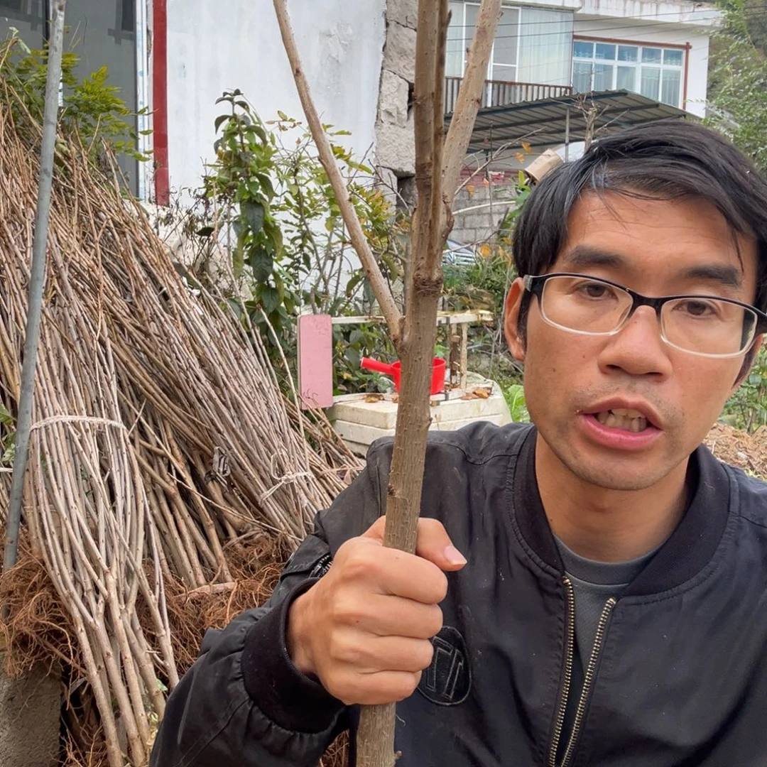 大部分开放少量花苞灵珠1棵不包活