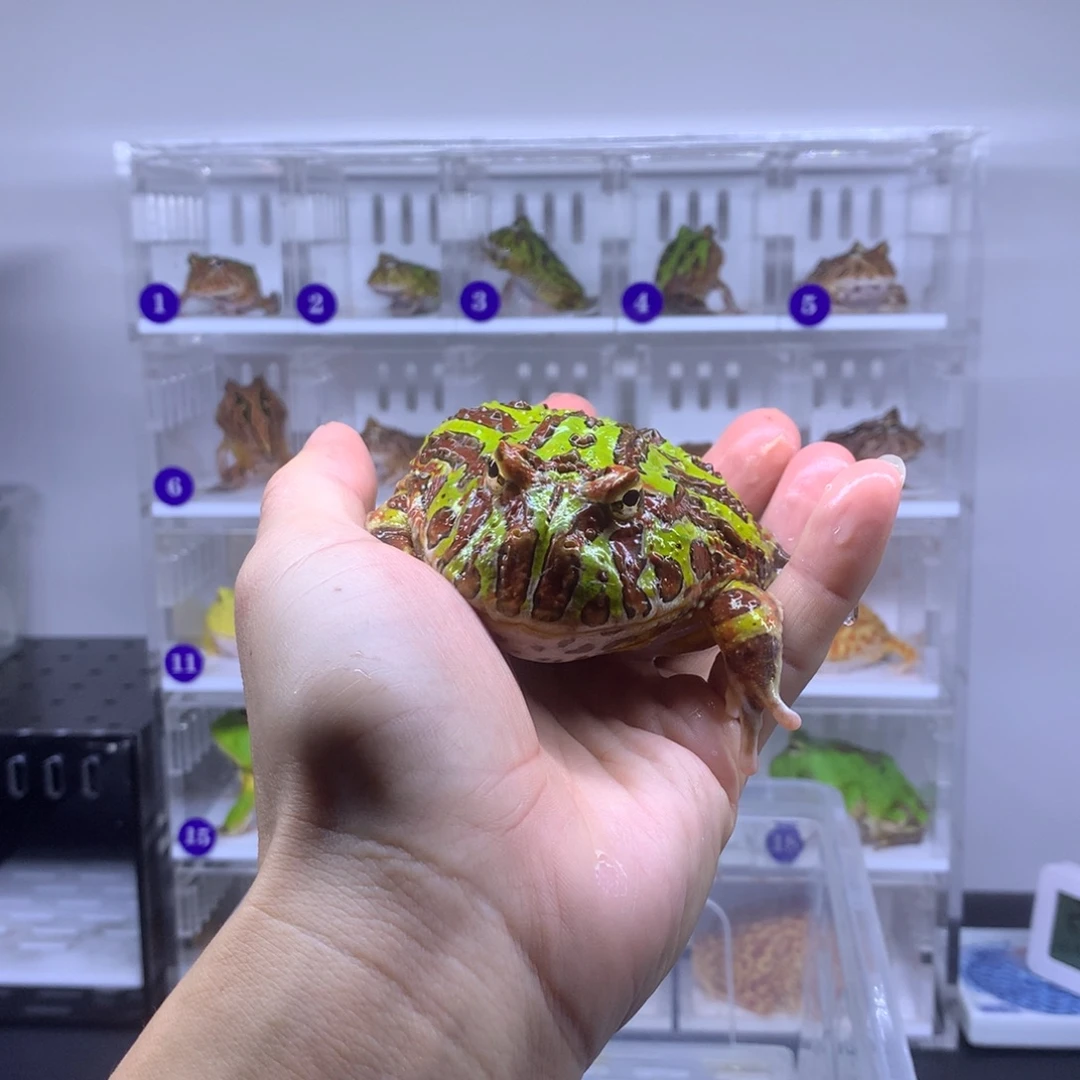 角蛙闪购专拍链接