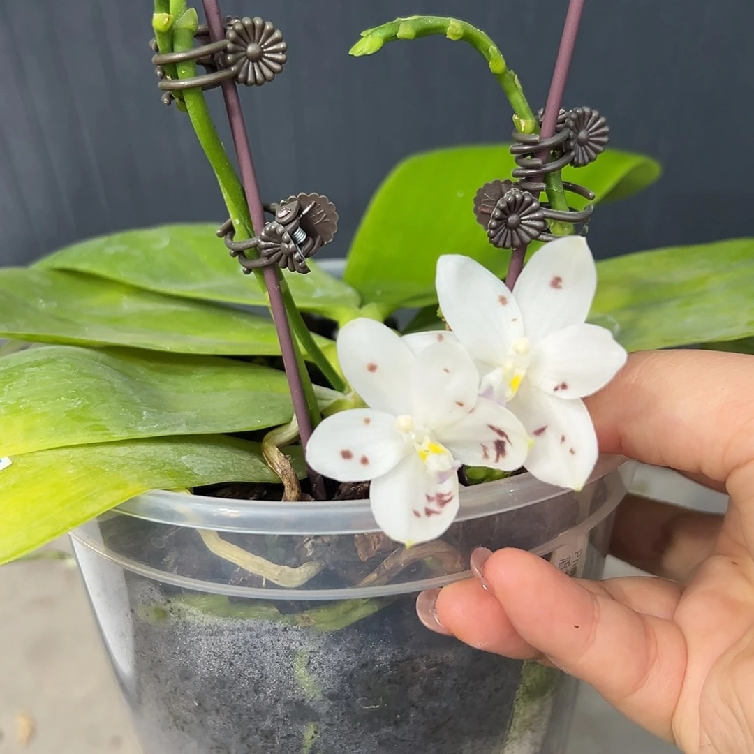 海***年大部分花苞少量开放