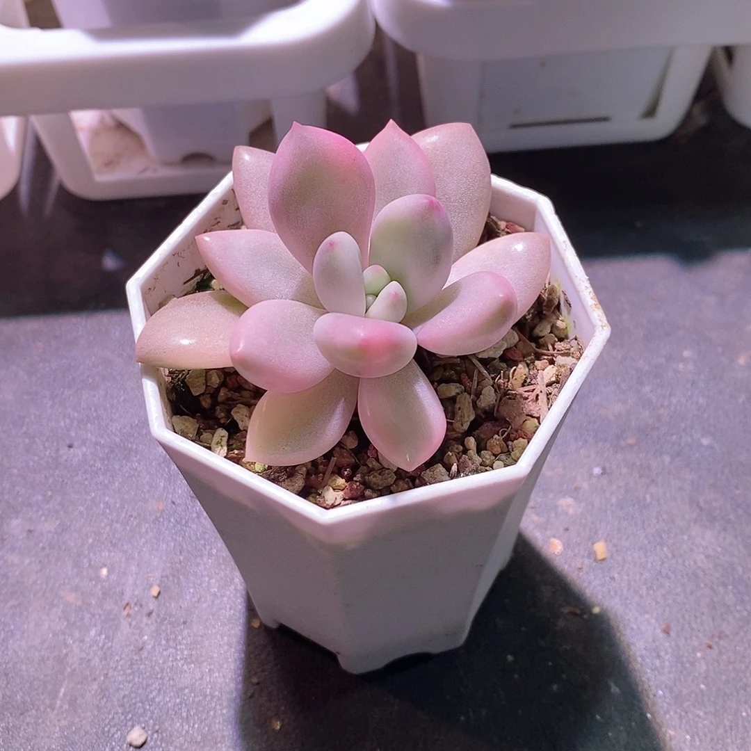 桃花源锦多肉植物老桩