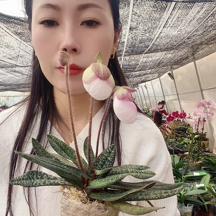 无花朵玉女蝴蝶兰