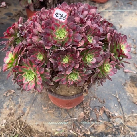 12-36安娜不包售后多肉植物