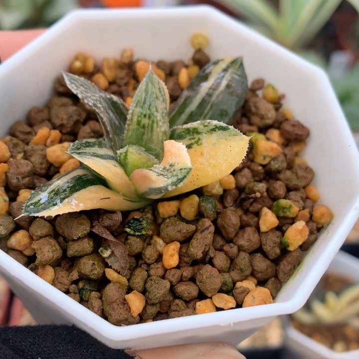 美吉寿锦，带盆发货