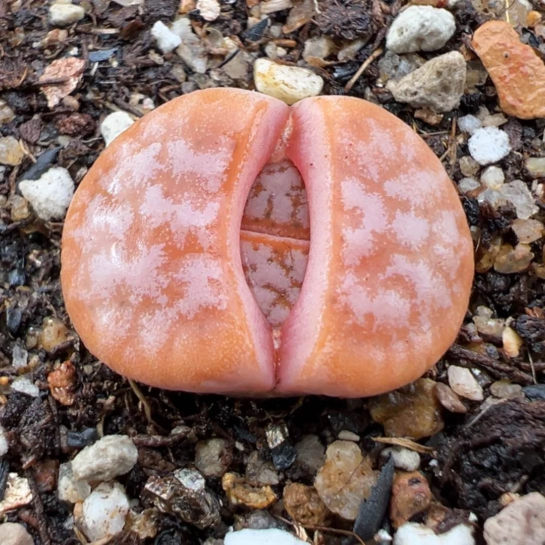 1.25好看的多肉518