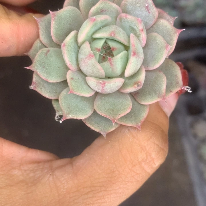 本巴7颗。包邮（满9.99包邮不满9.99发叶子）