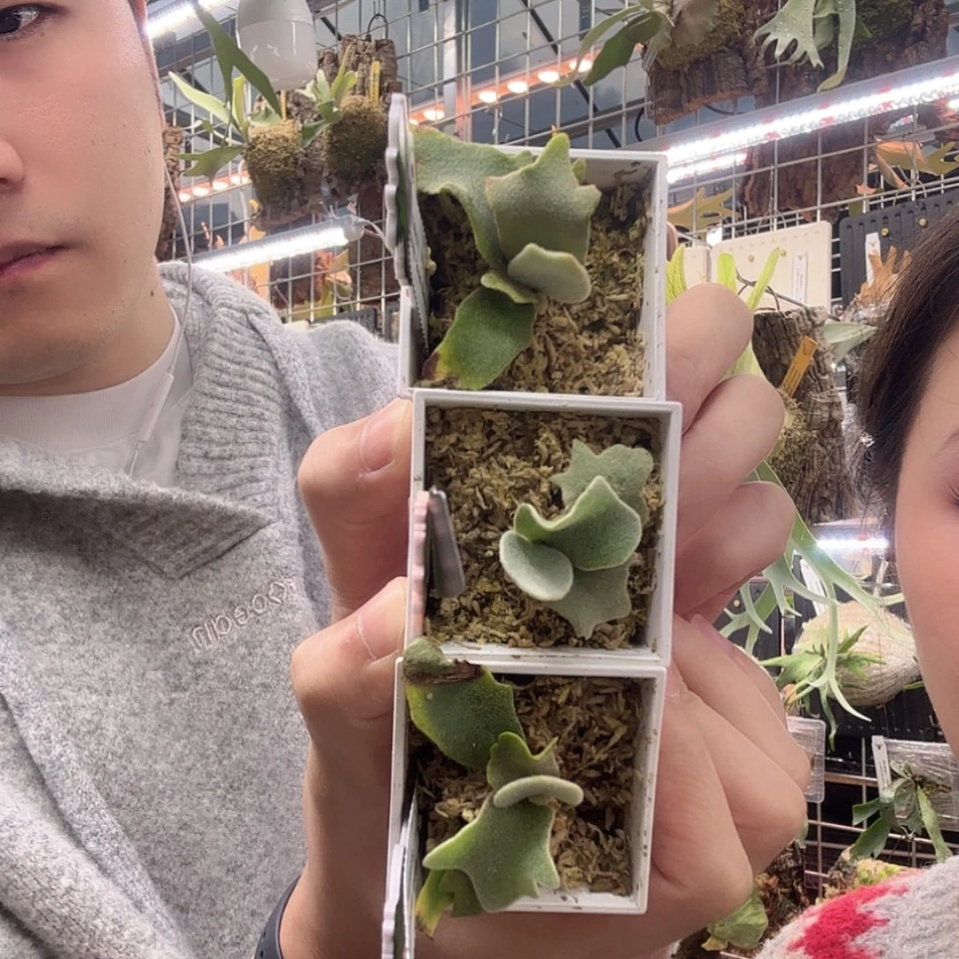 无花朵特选雪孢子苗（包侏儒）