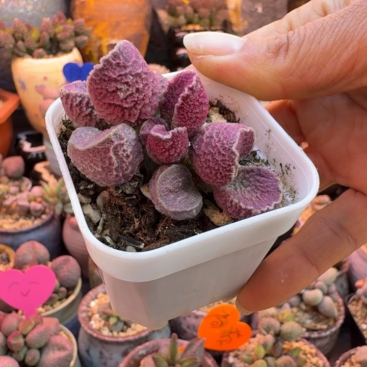 贪***色我也想要这样一款面