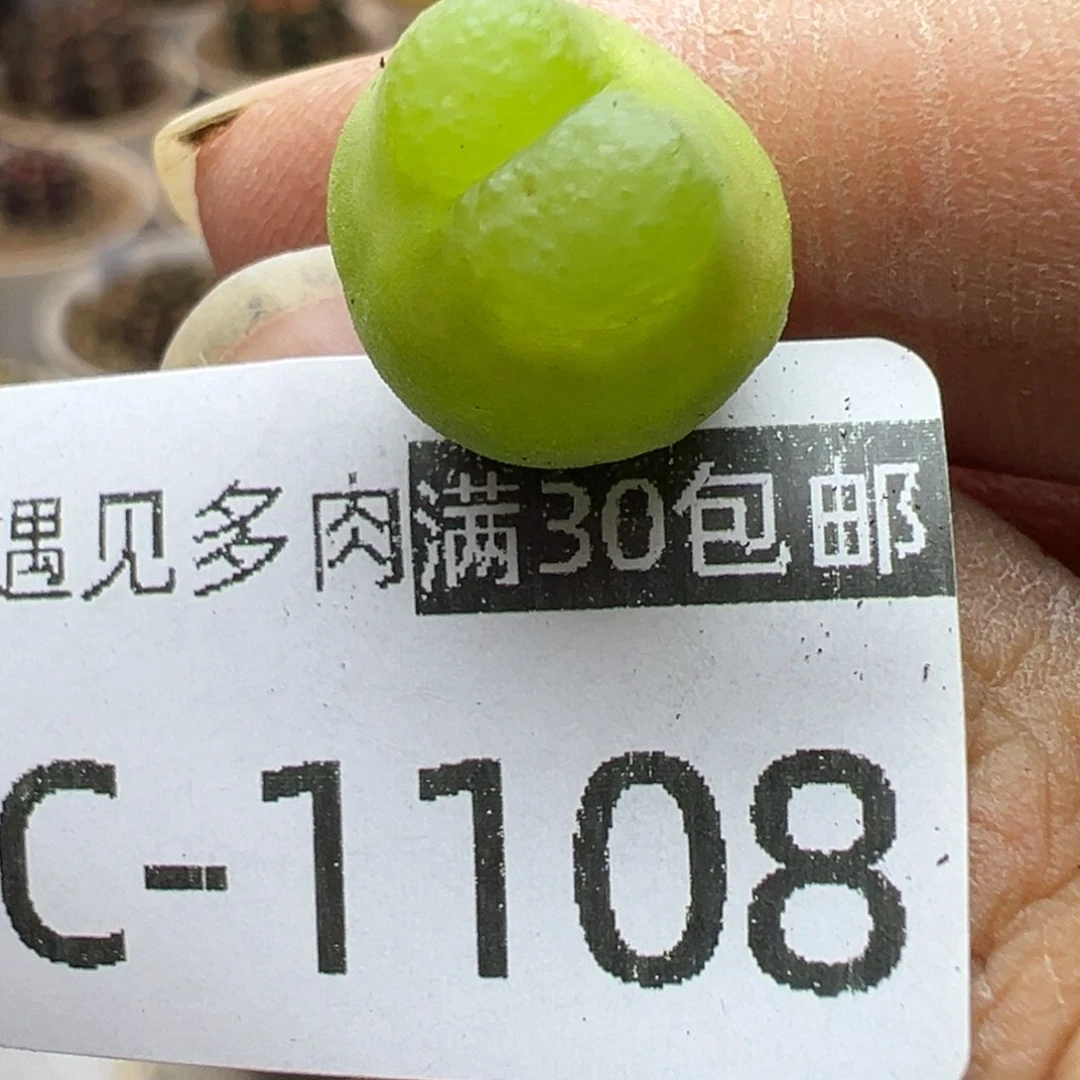 多肉植物1111111111111