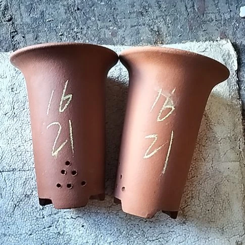 小红兰花两个微瑕