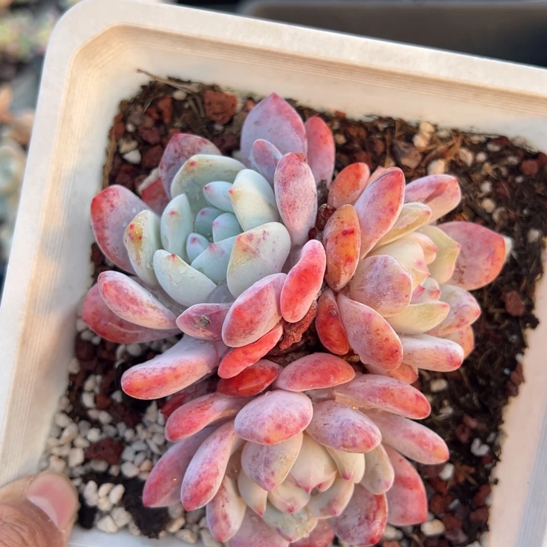 梦露三头9cm到手1颗量拍多肉满20元包邮明天发货