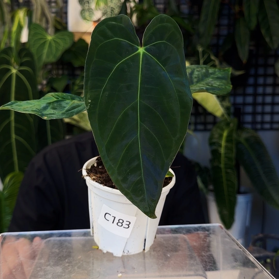 不开花植物C183咖啡papi