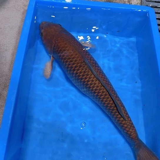 海水赤木芒果红茶